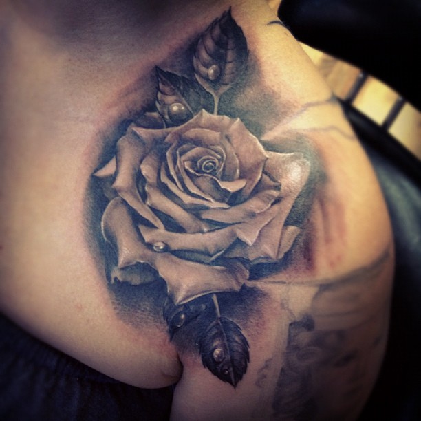 Flower, Rose, Nature