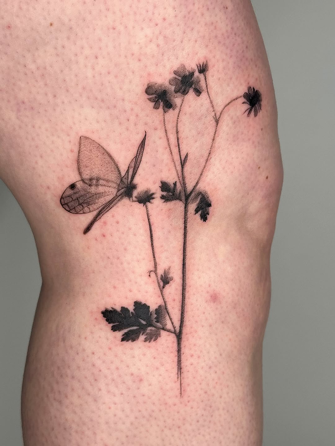 plantsnpokes