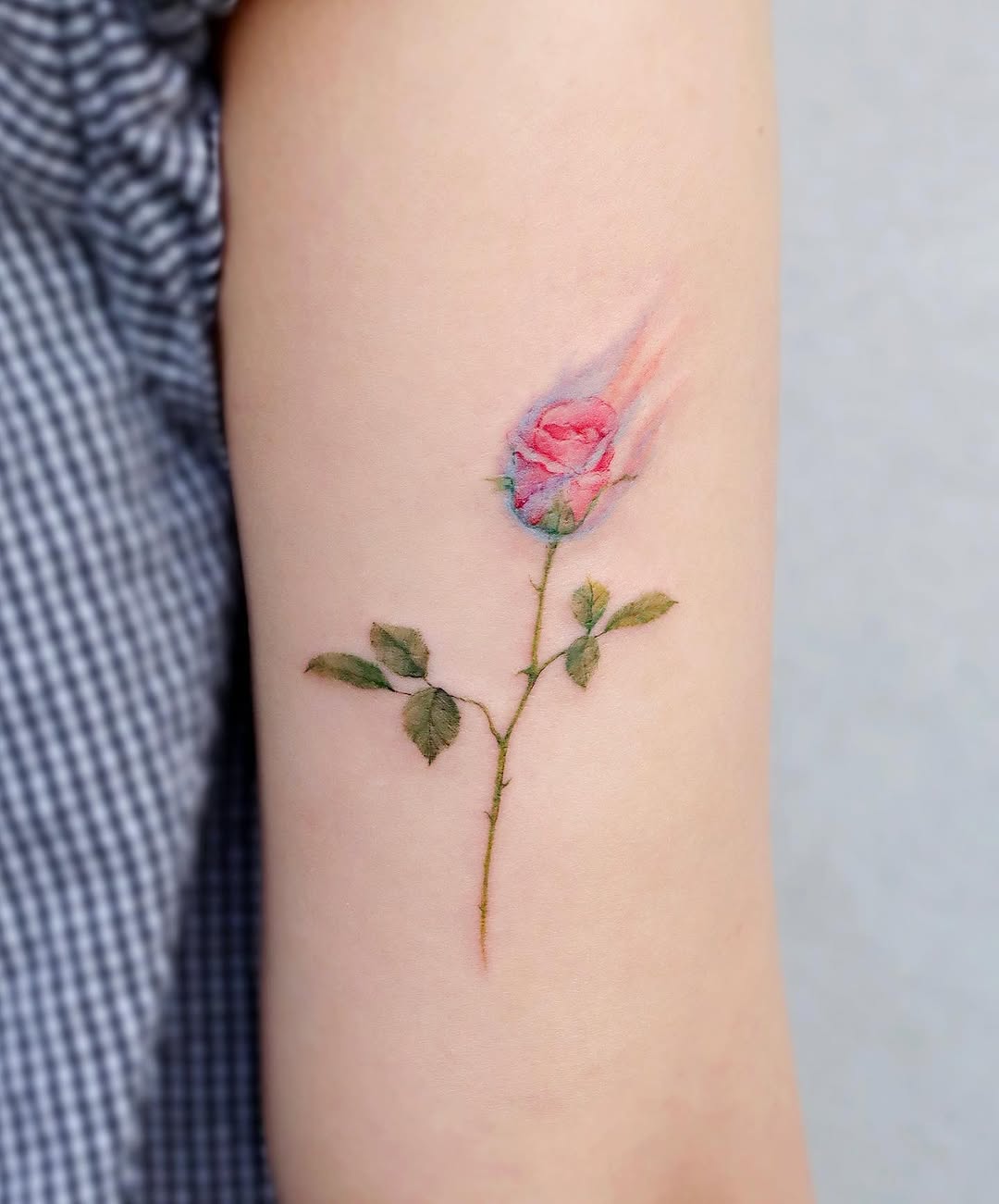 Flower, Rose, Nature