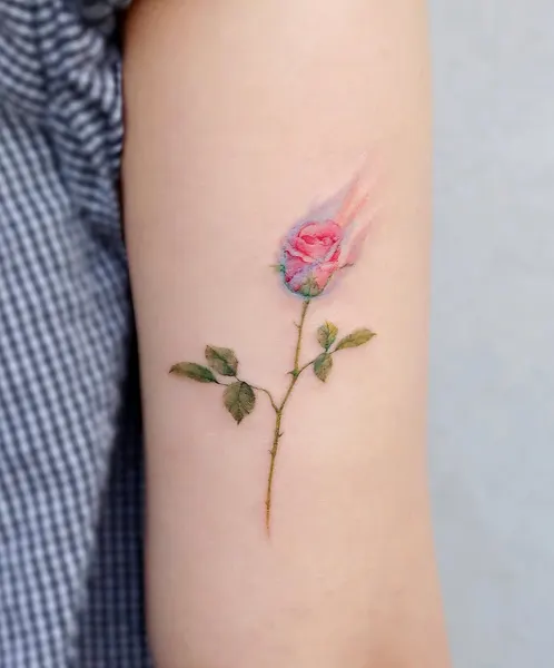 Flower, Rose, Nature