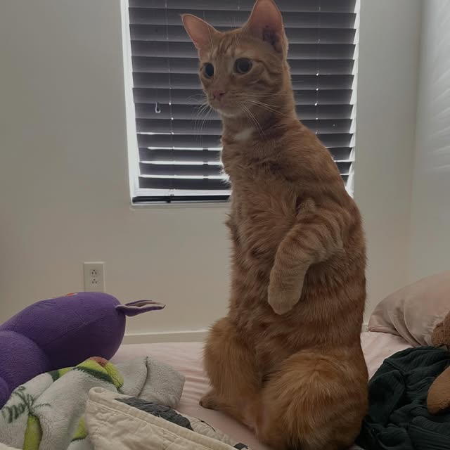고양이