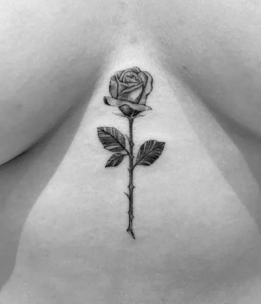 Flower, Rose, Nature