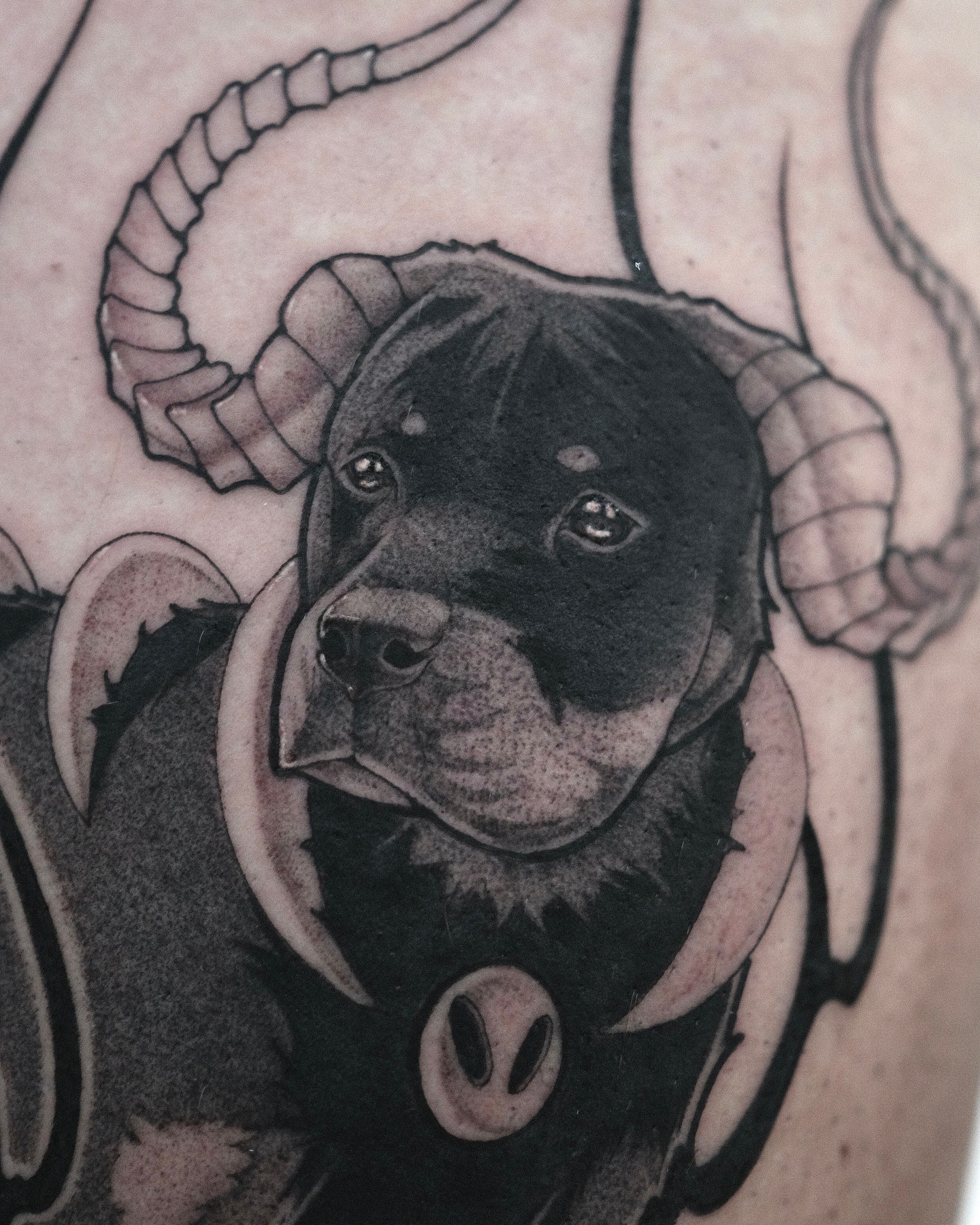Animal