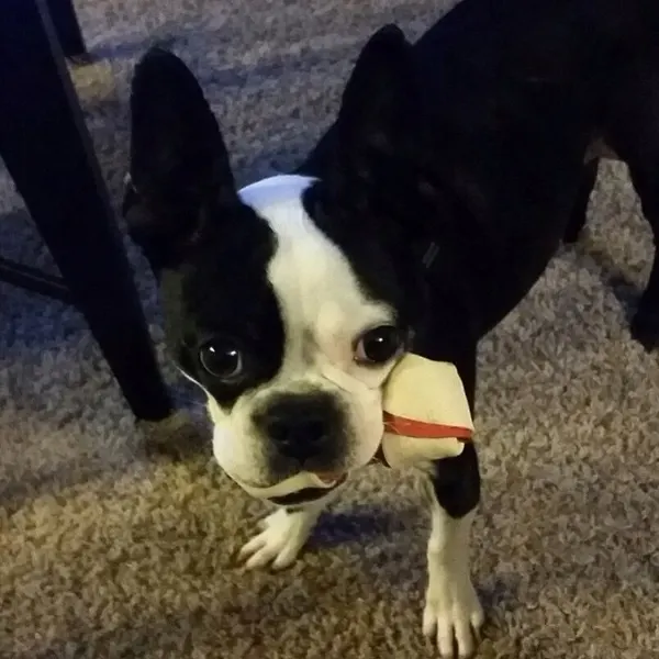 Animal