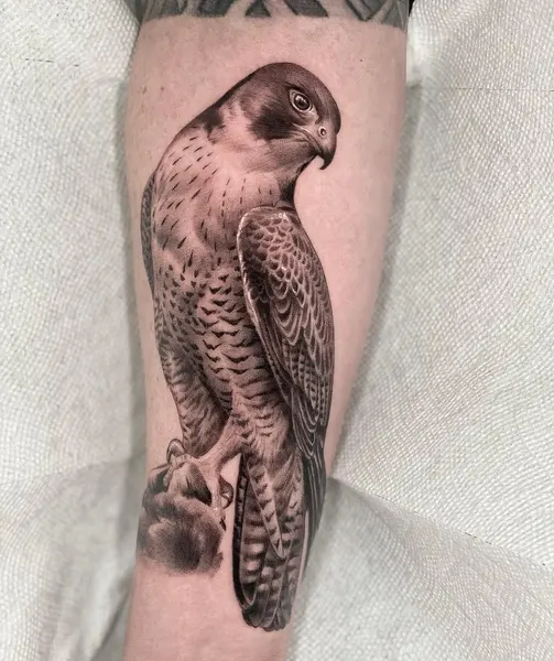 Animal
