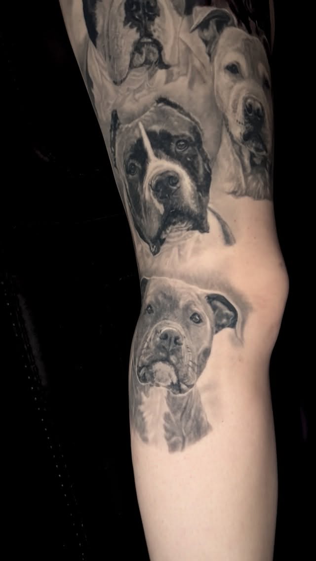 Animal