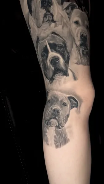 Animal