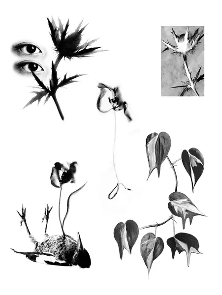 plantsnpokes