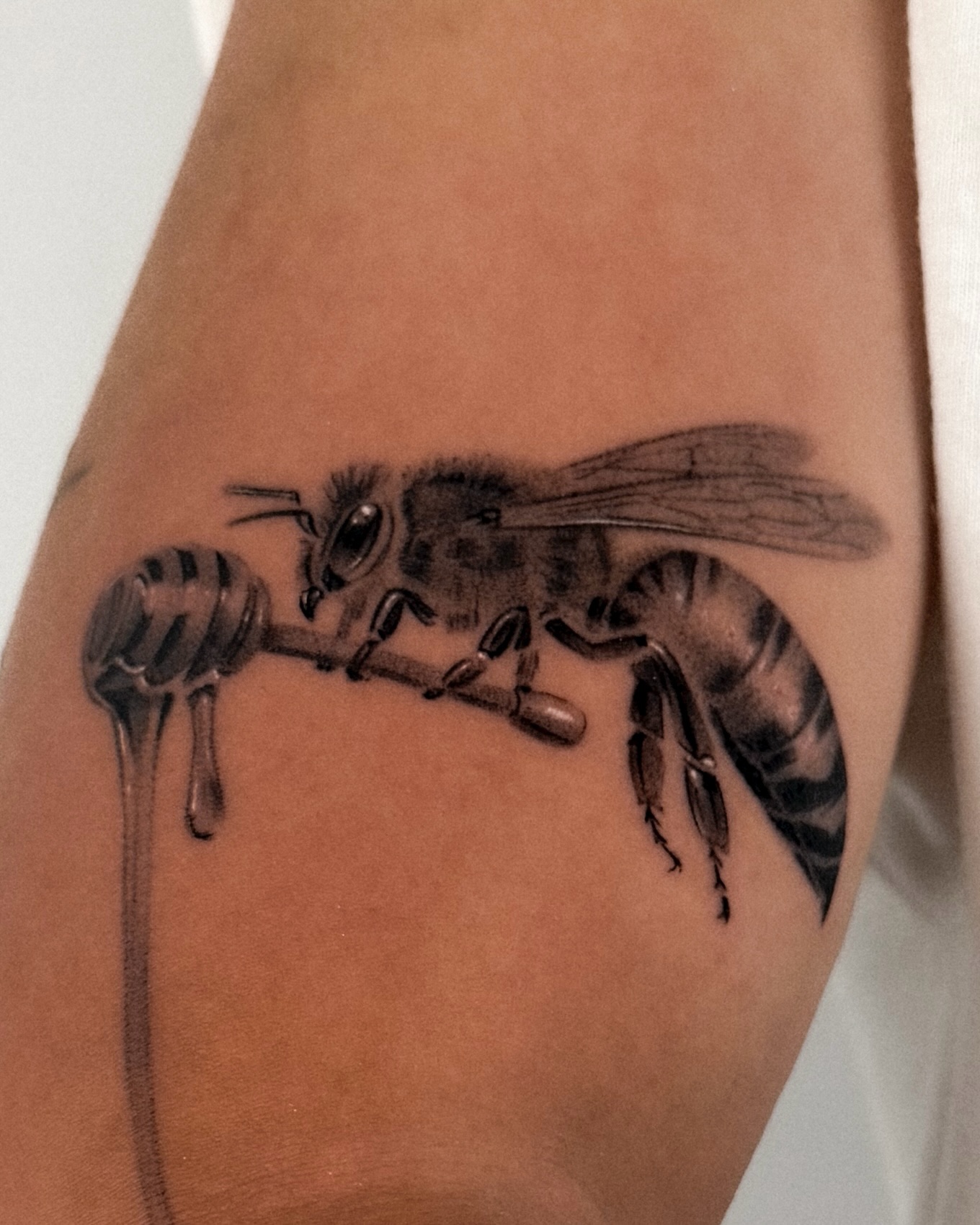 Animal, 벌