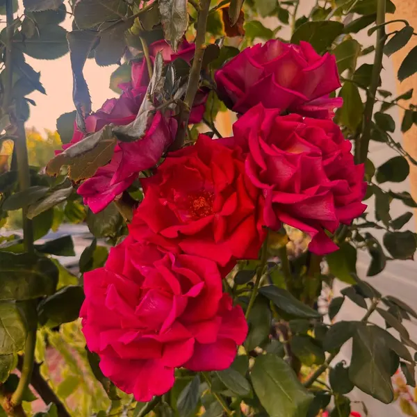 Rose, Nature, Flower