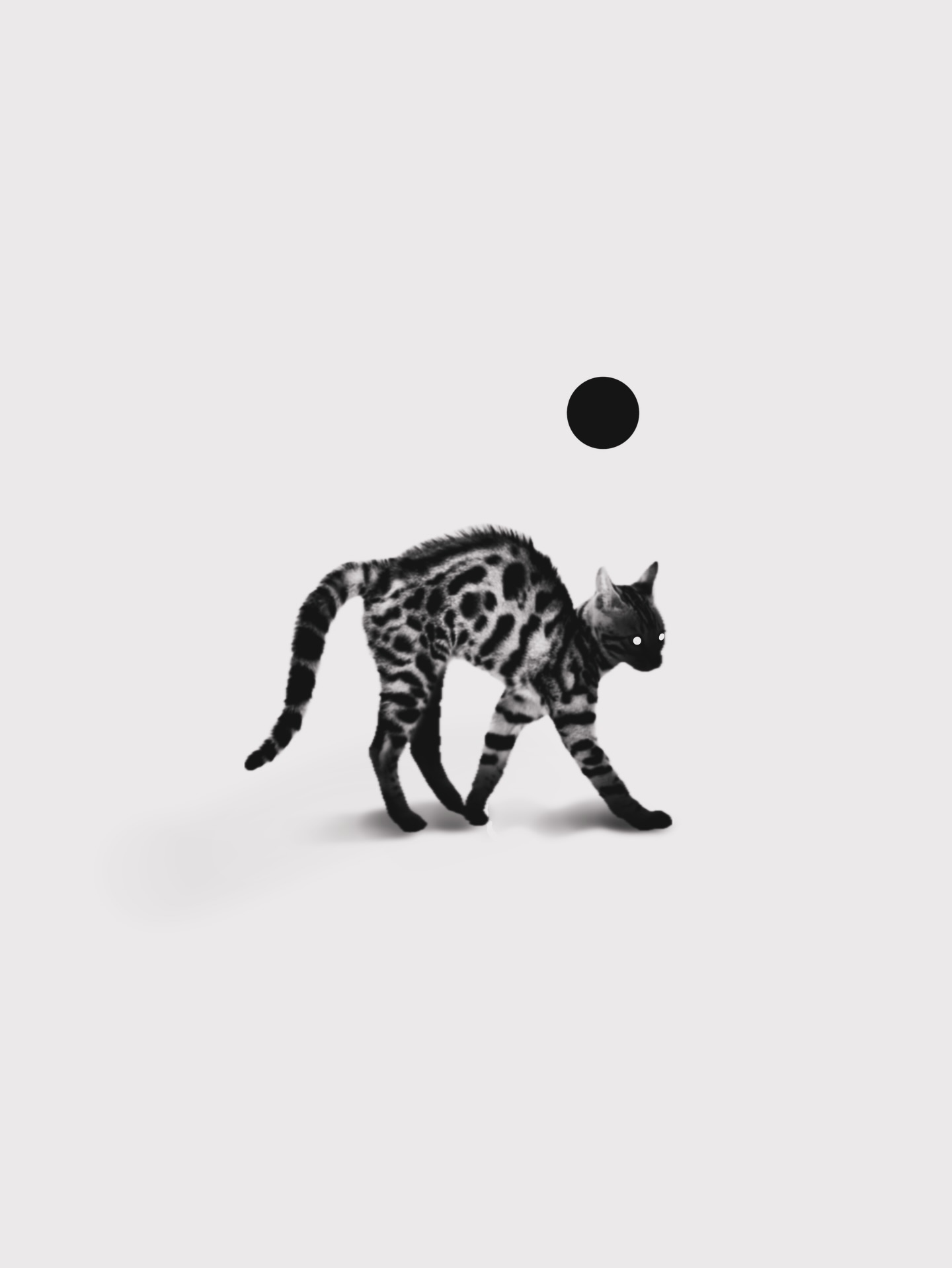 Tiger, Animal, 표범