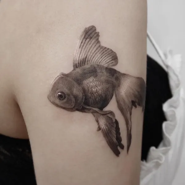 버섯, Animal, 조개, 백조, 조개껍데기