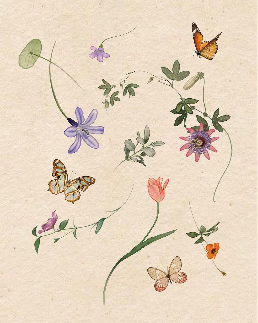 Flower, Nature, Rose