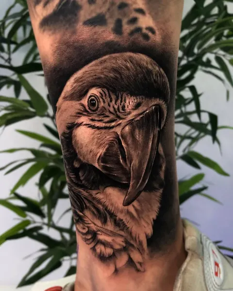 Animal, Nature, 앵무새