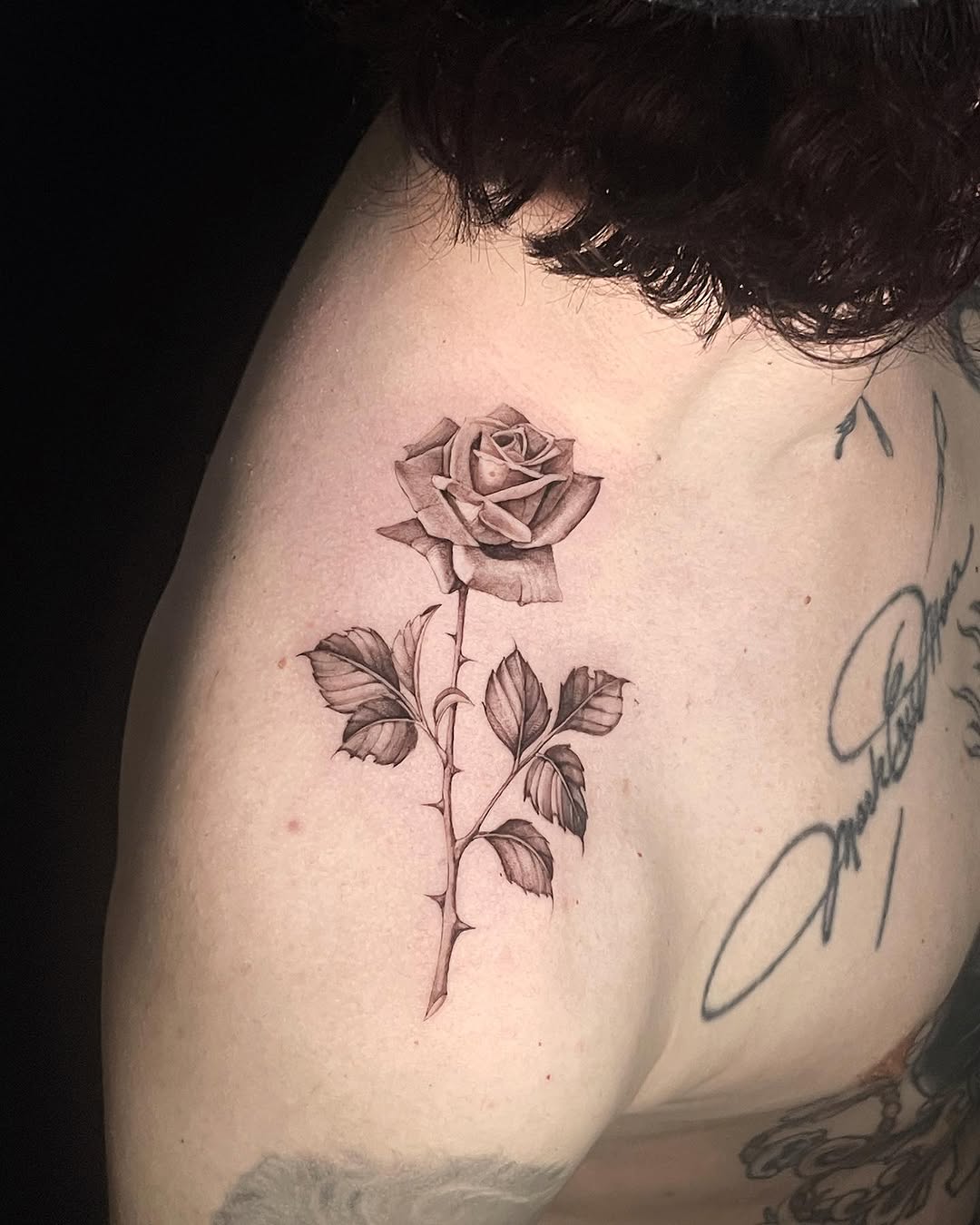 Flower, Nature, Rose