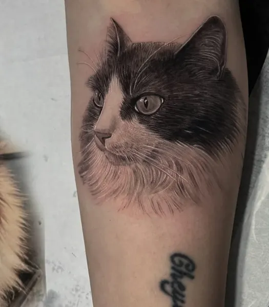 Animal