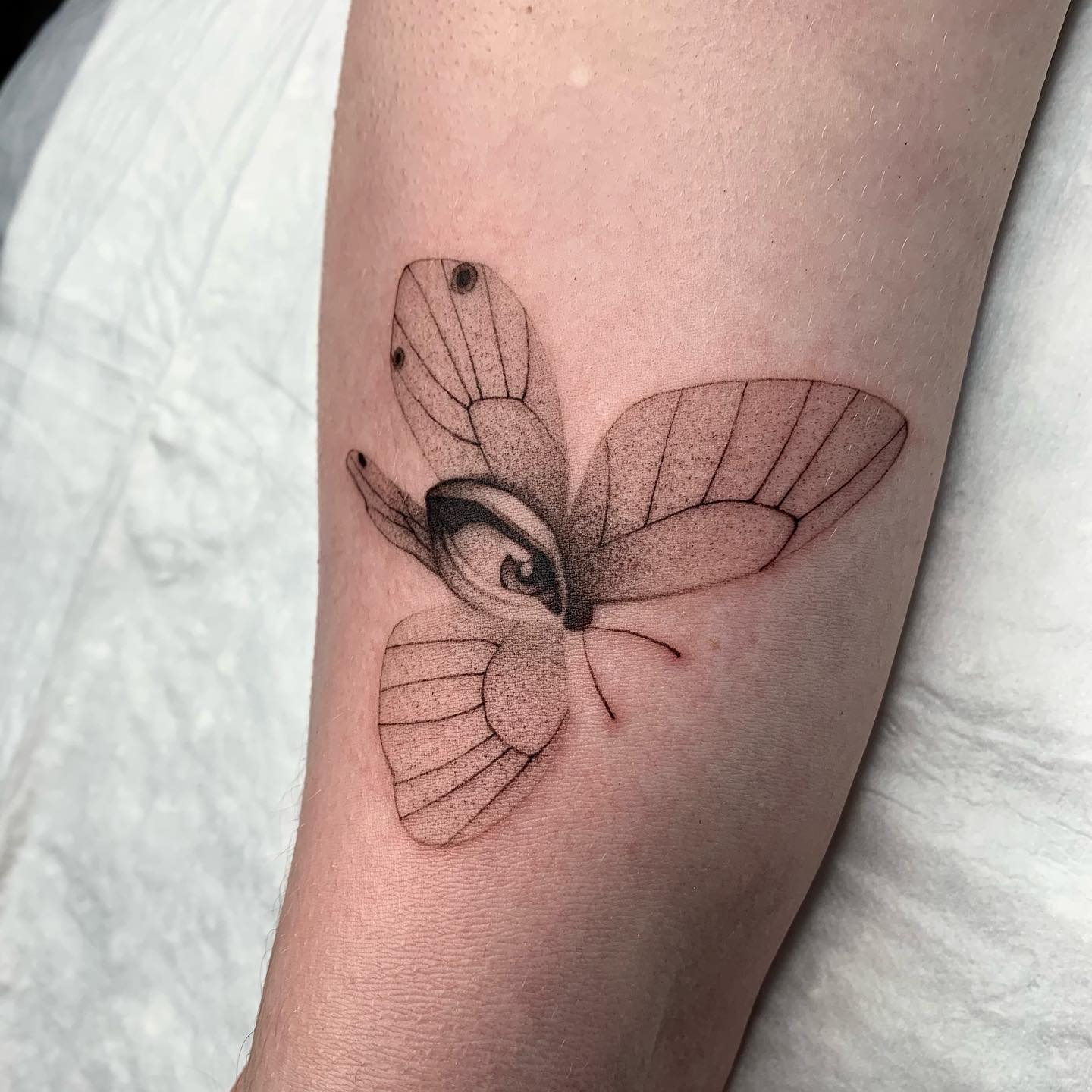 Animal, Nature