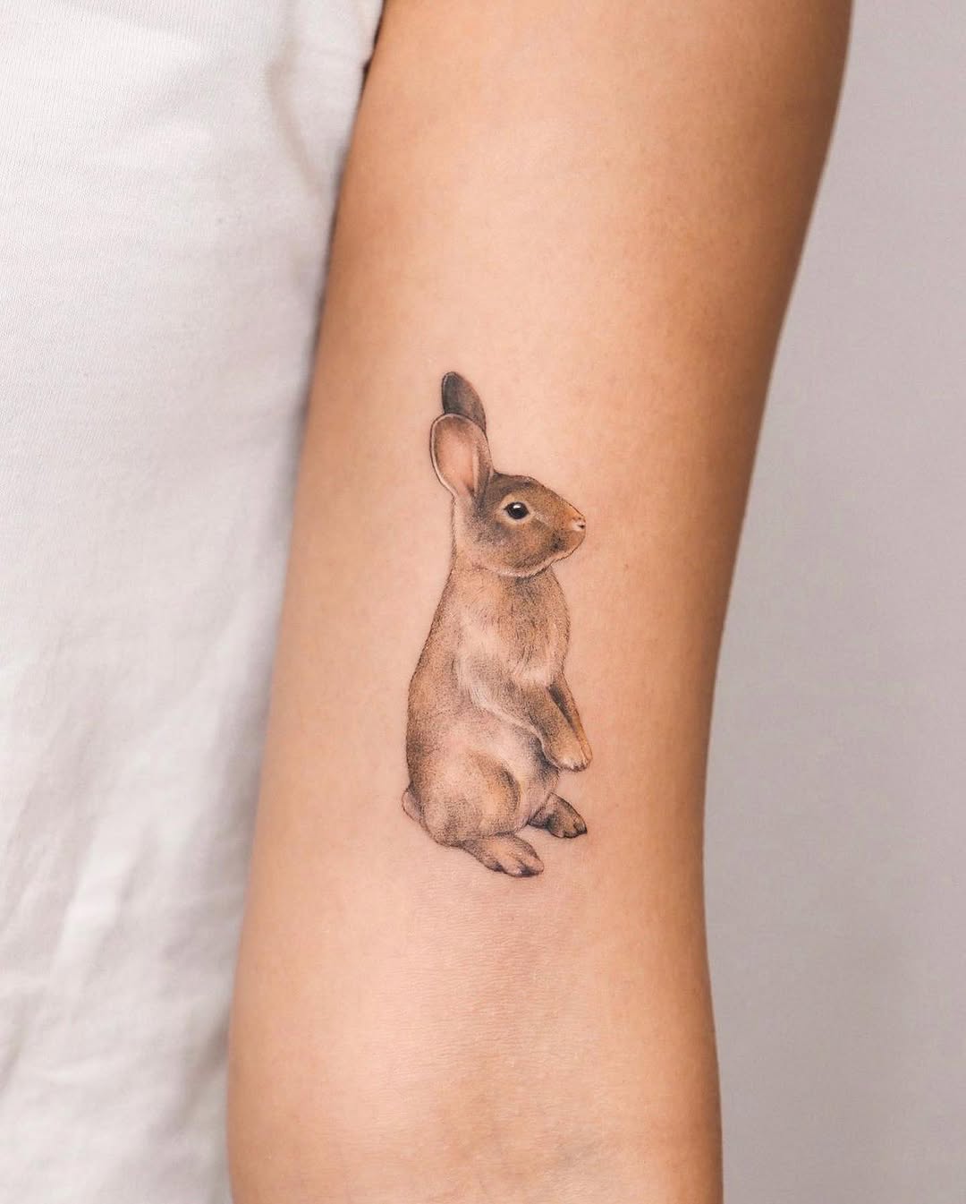 Animal