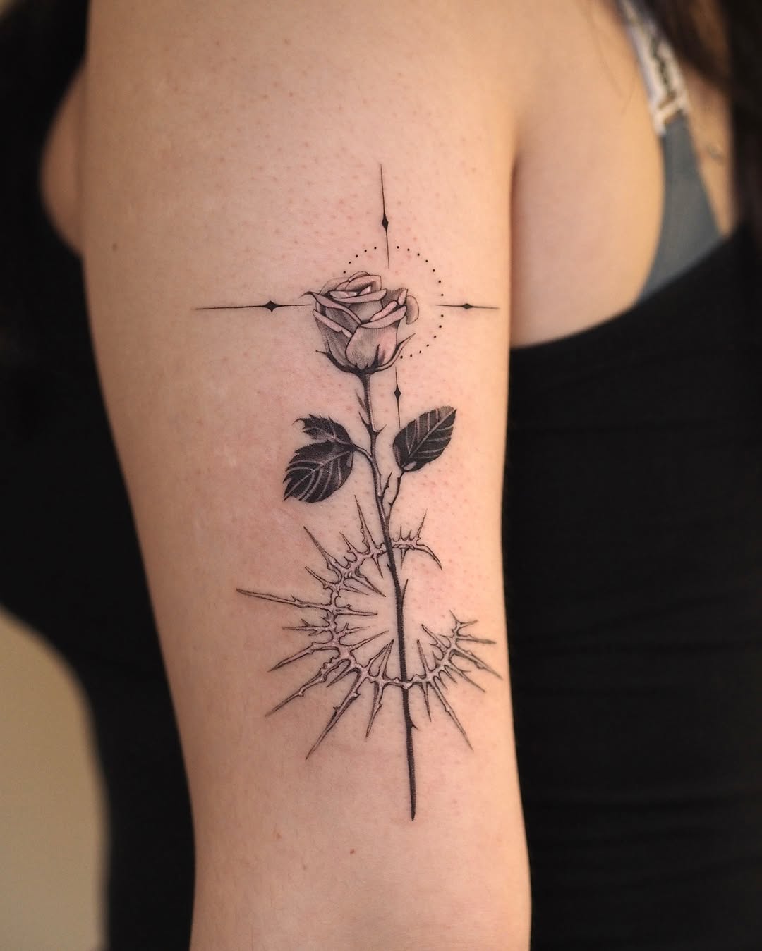 Nature, Flower, Rose