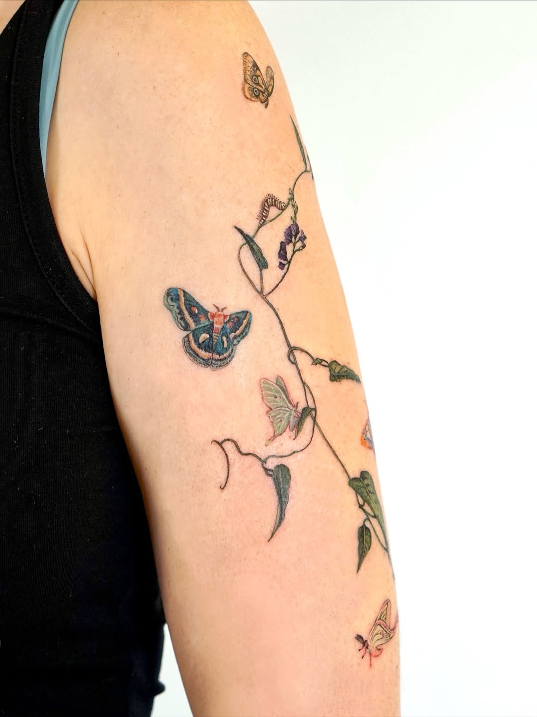 Flower, Animal, Rose, Nature