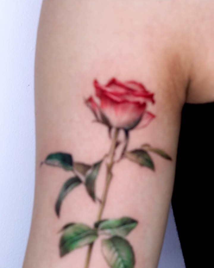 Flower, Rose, Nature
