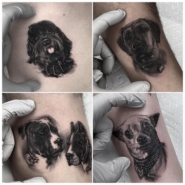 Animal