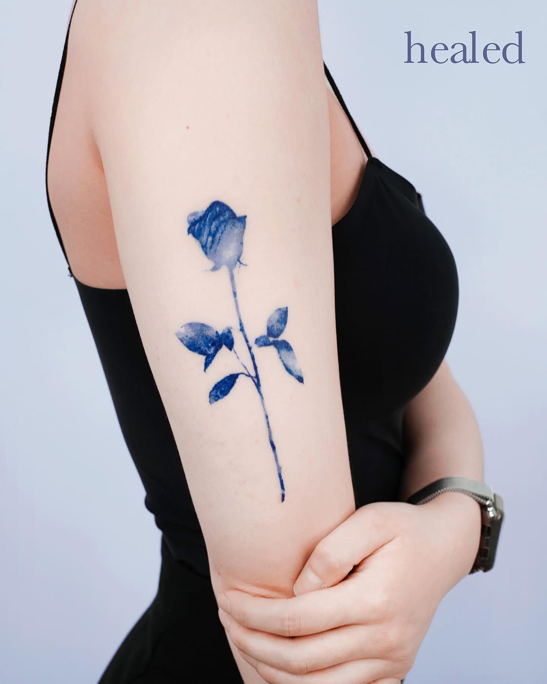 Flower, Rose, Nature