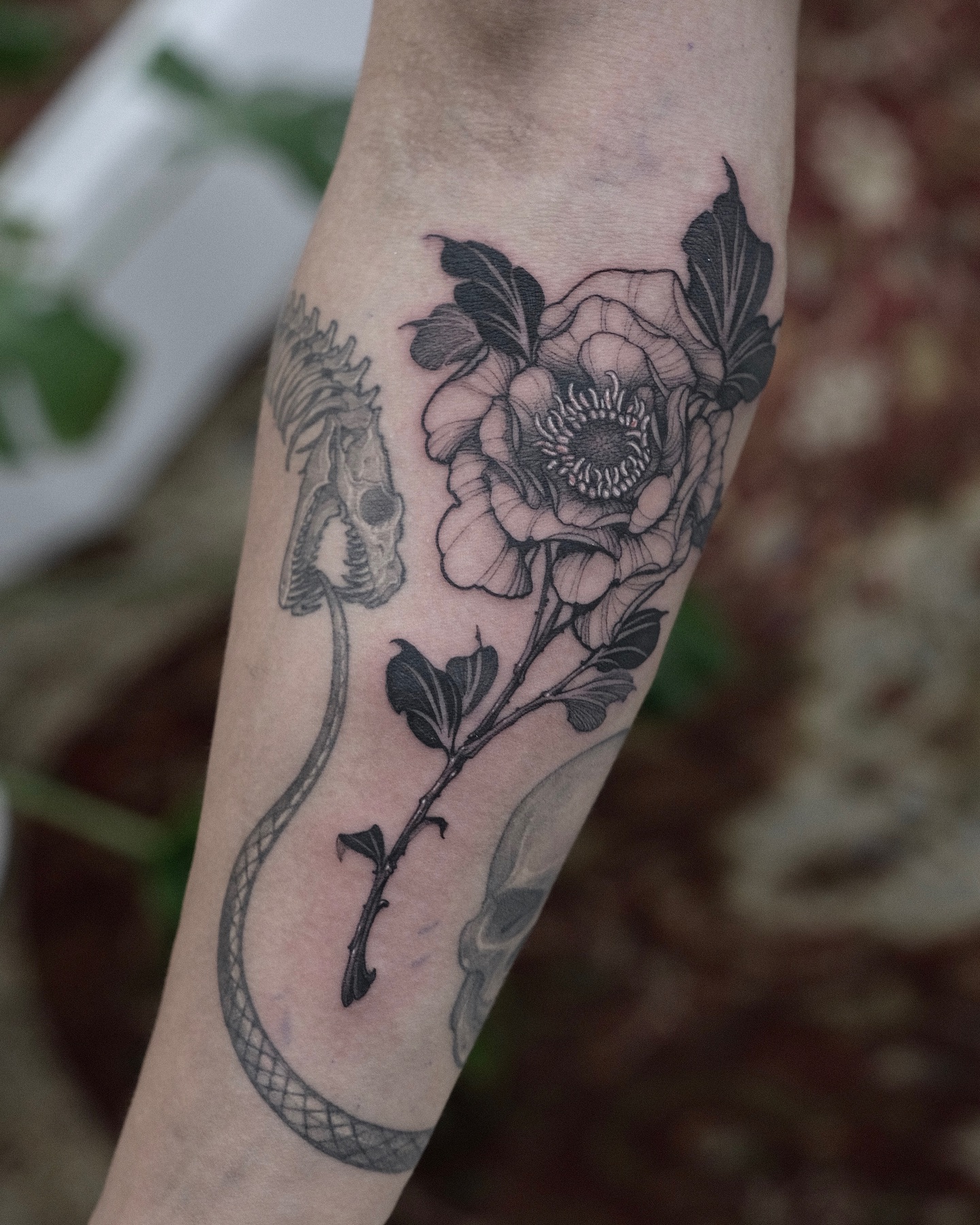 Flower, Rose