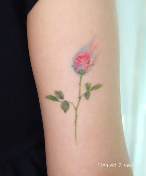 Flower, Rose, Nature