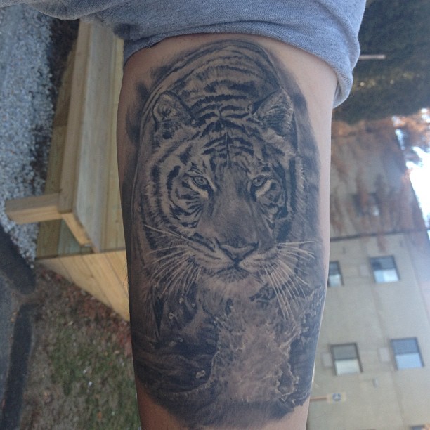 Tiger