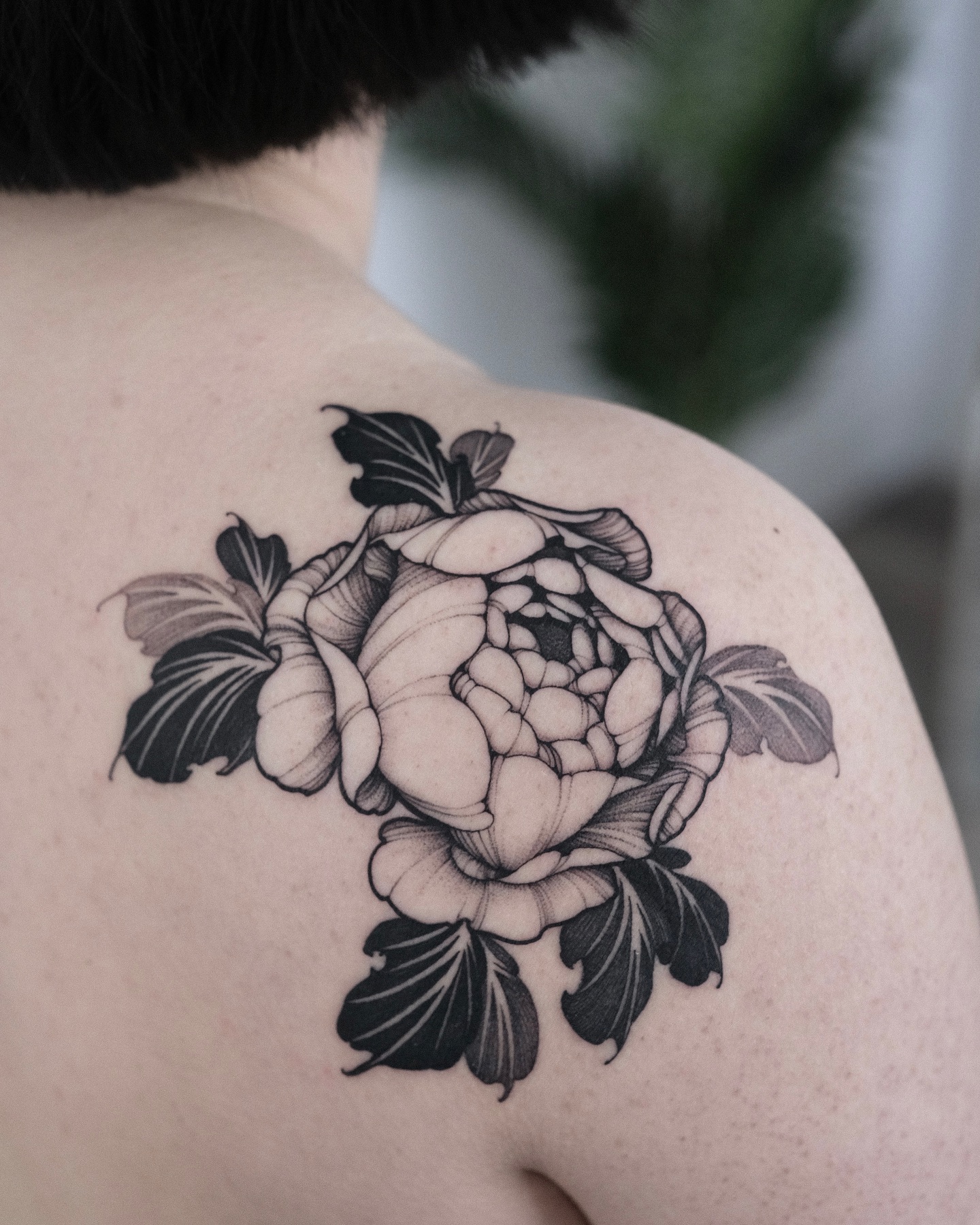Flower, Nature, Rose
