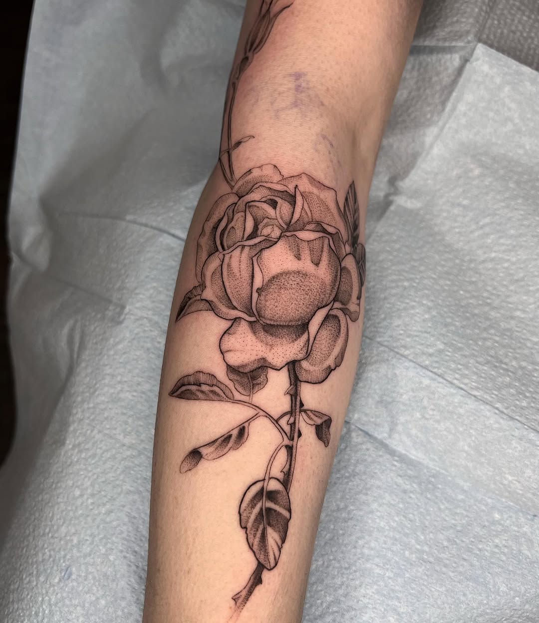 Rose, Flower