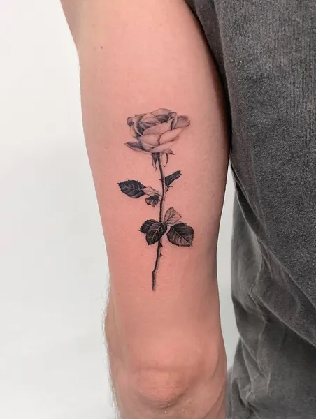 Flower, Rose, Nature