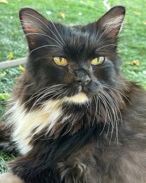 Animal