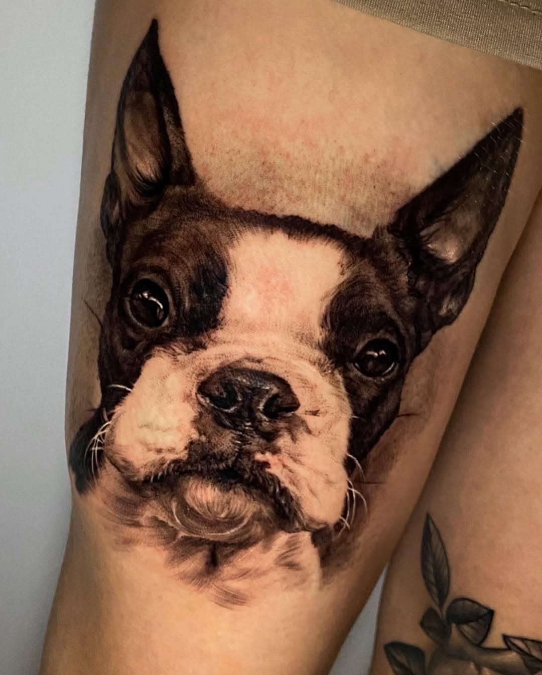 Animal
