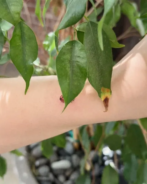 Flower, Mini