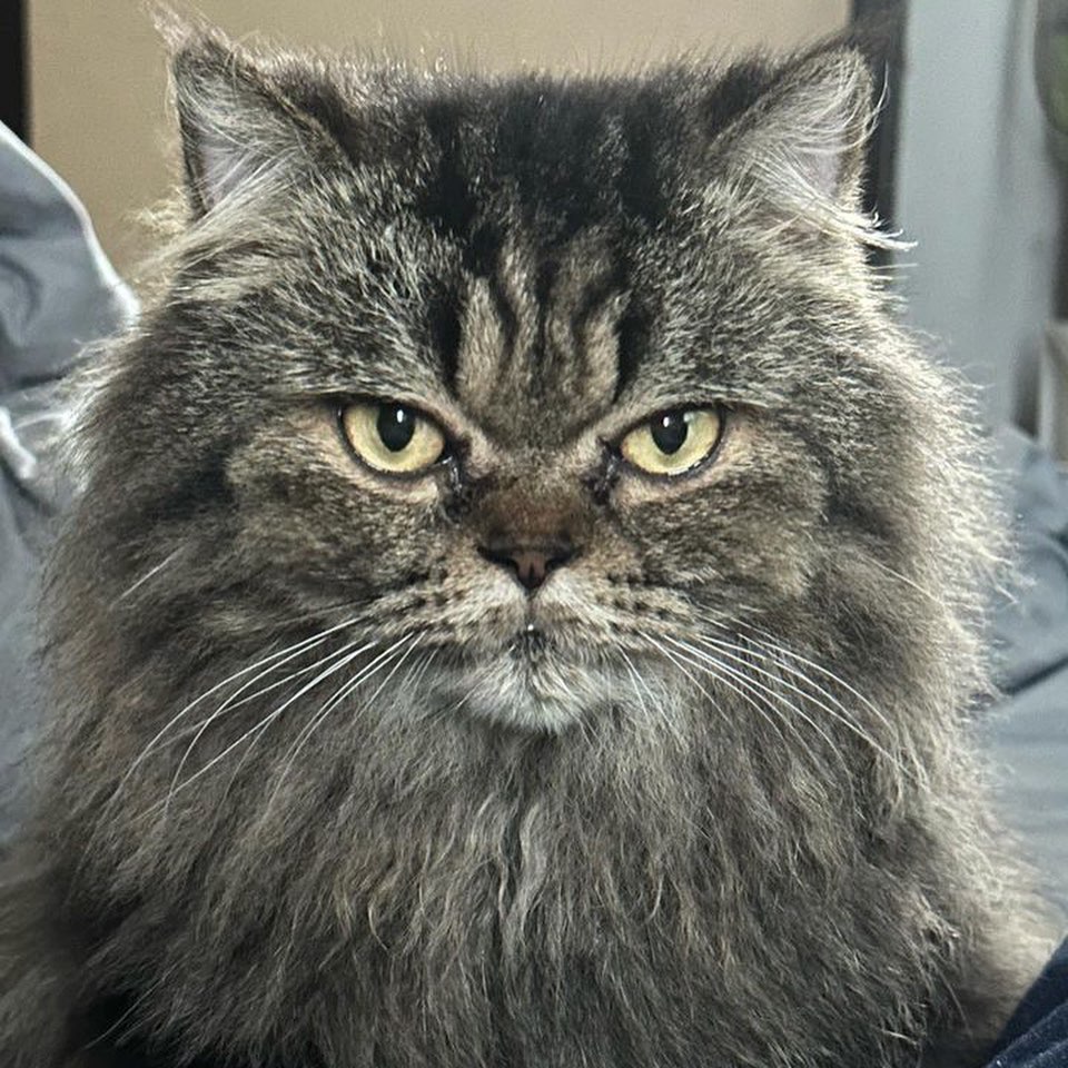 Animal