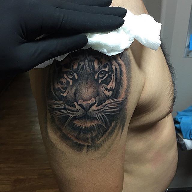 Tiger