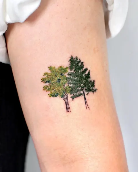 Nature, 소나무, 나무, 숲