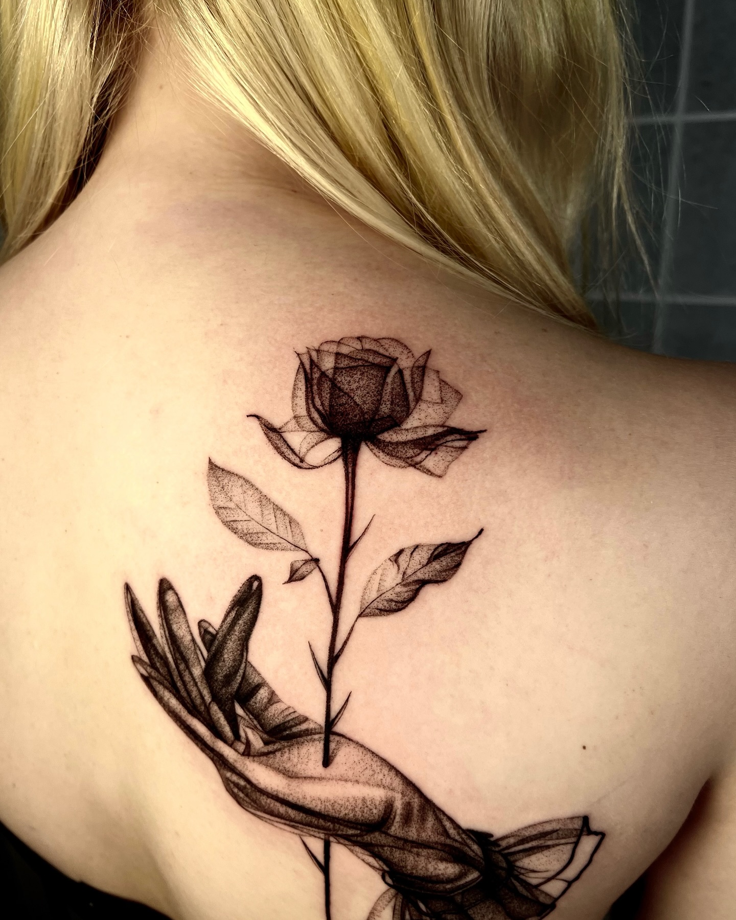 Rose, Nature, Flower