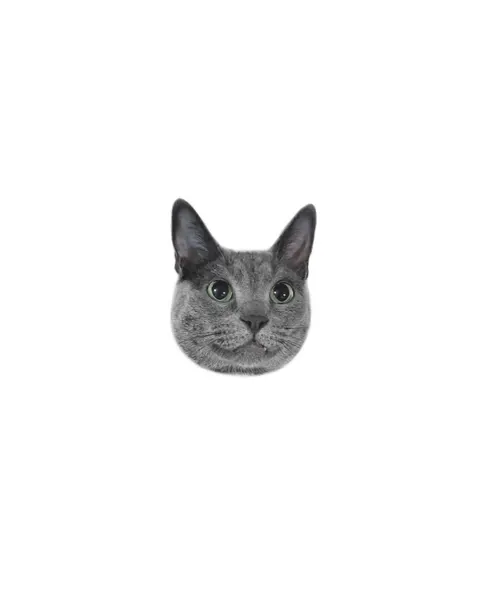 고양이