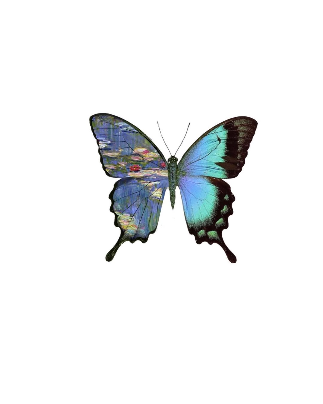 caotida