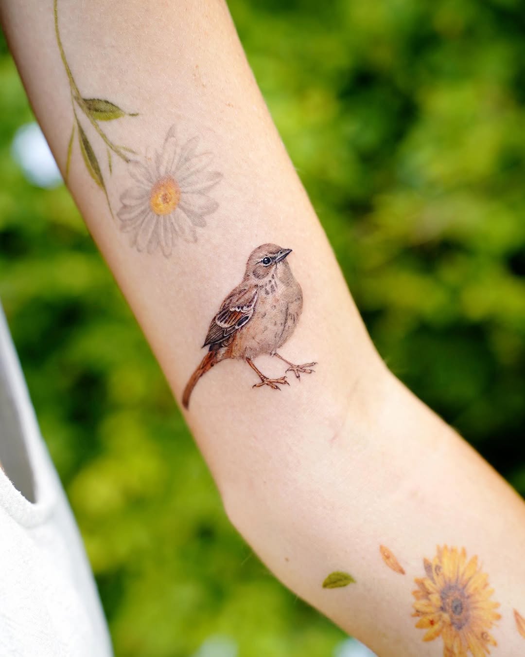 Animal, Nature