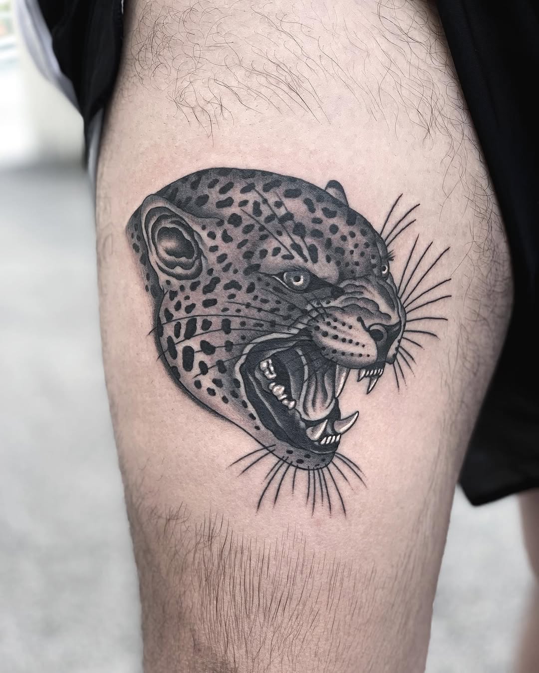 Animal