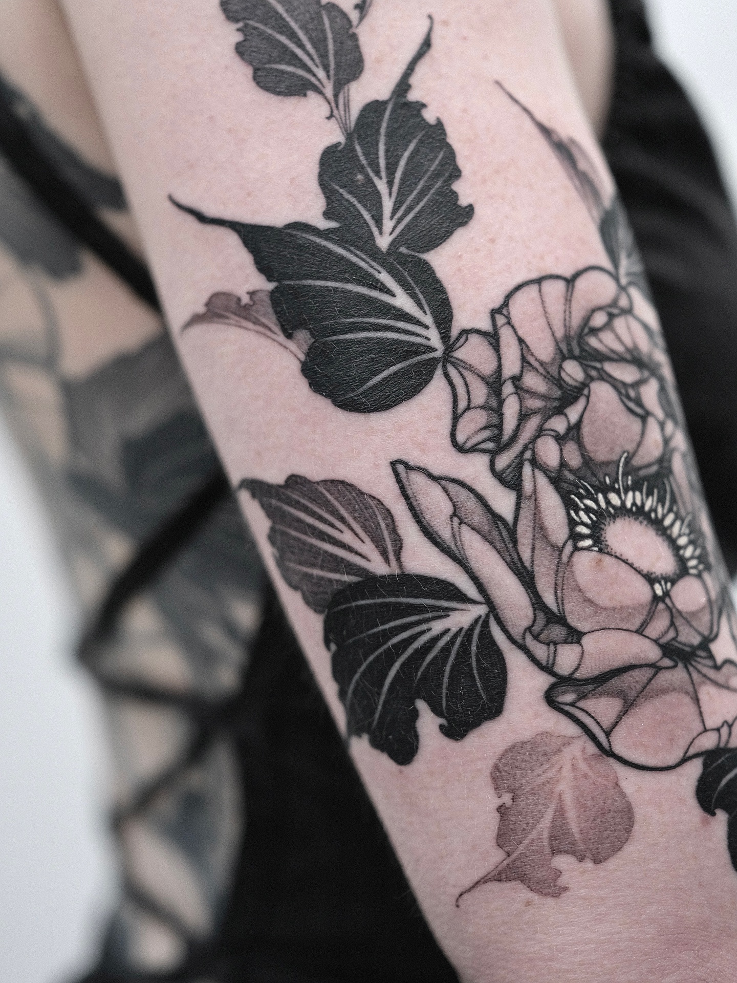 Flower, Rose, Nature