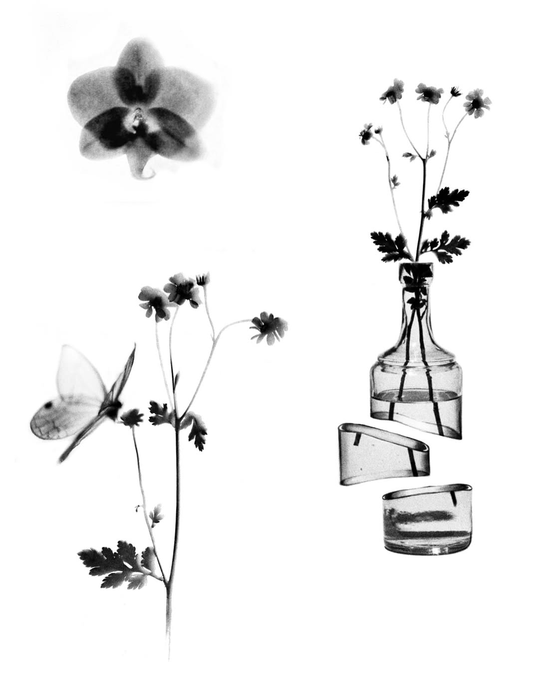 plantsnpokes