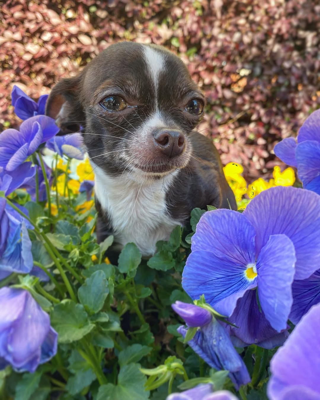 Sloo Tattoos