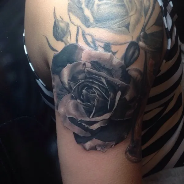 Flower, Rose, Nature