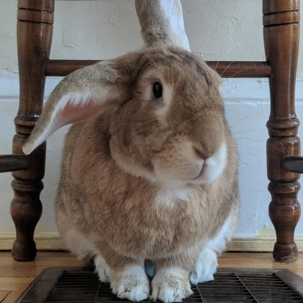 Animal