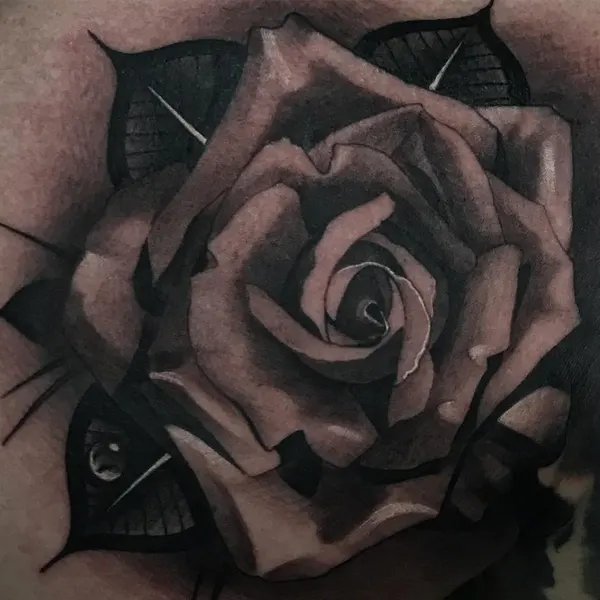 Flower, Rose, Nature